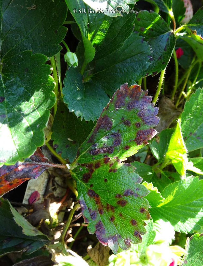 Leaf Spot