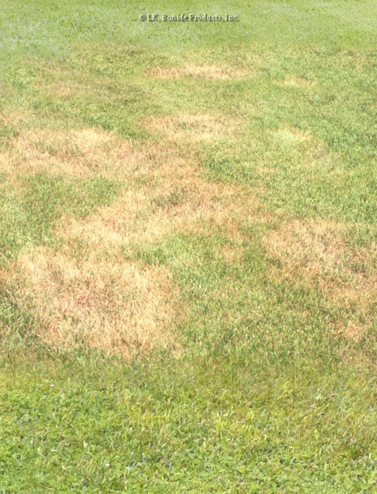 Leaf Spot (Lawns)