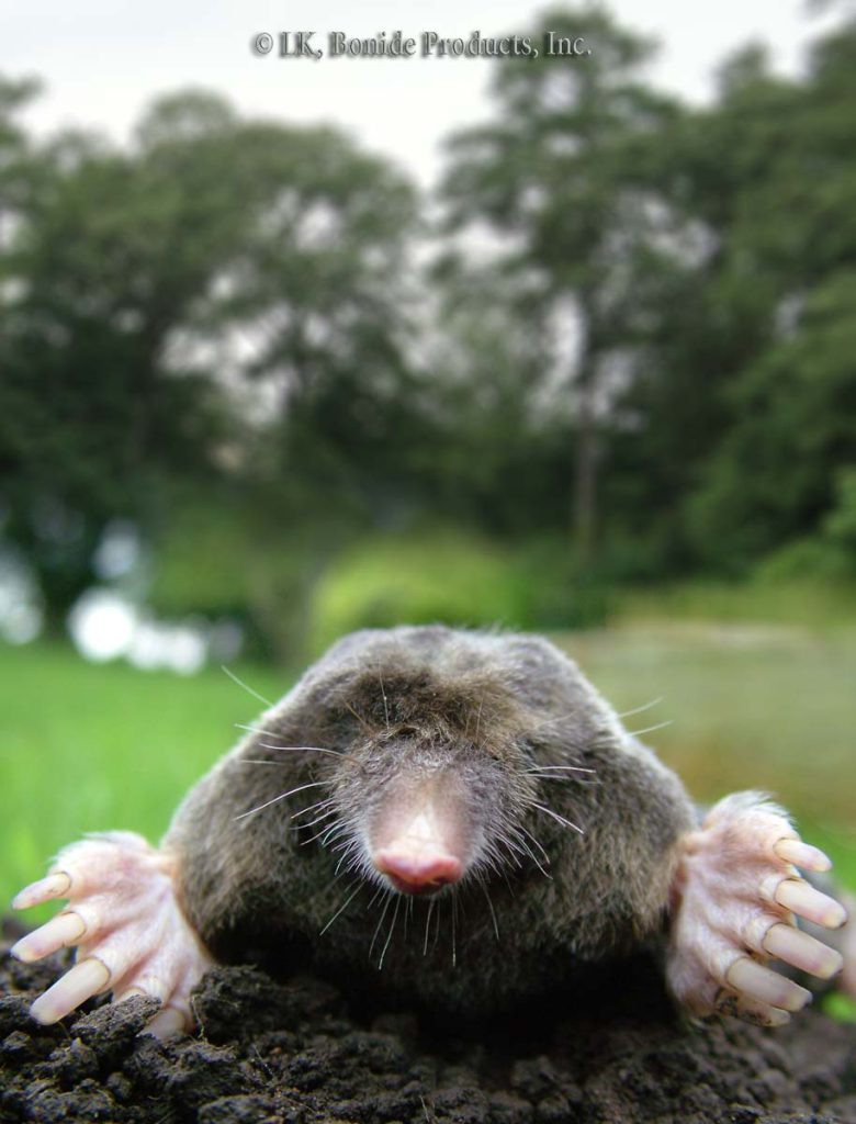 Moles
