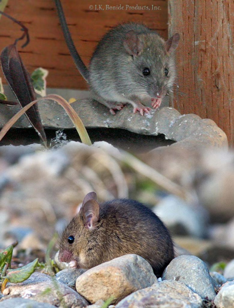Mice