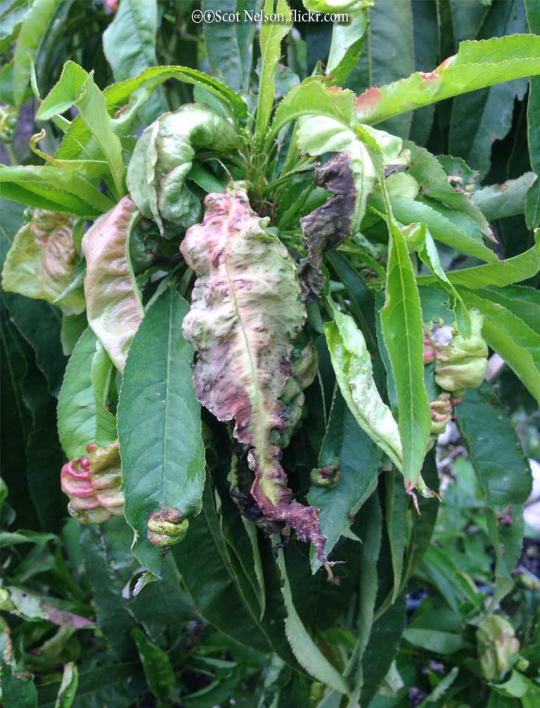 Peach Leaf Curl