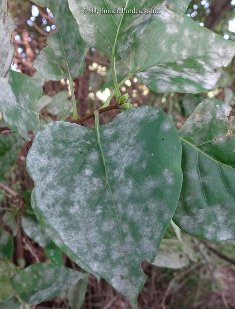 Powdery Mildew