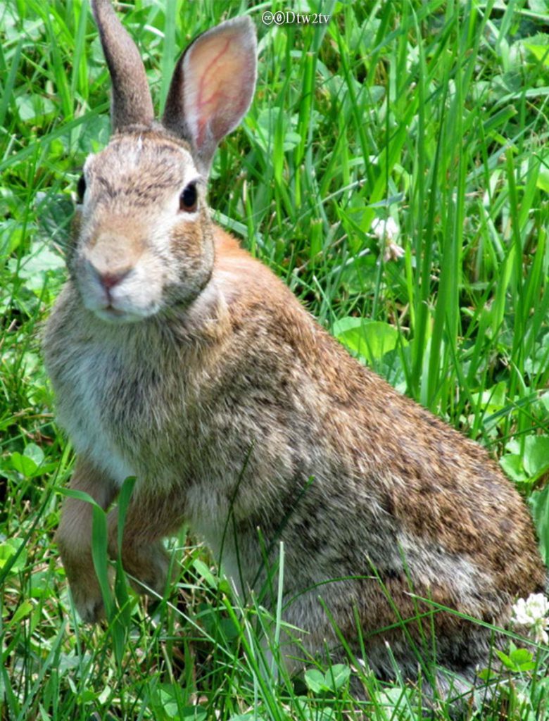 Rabbits