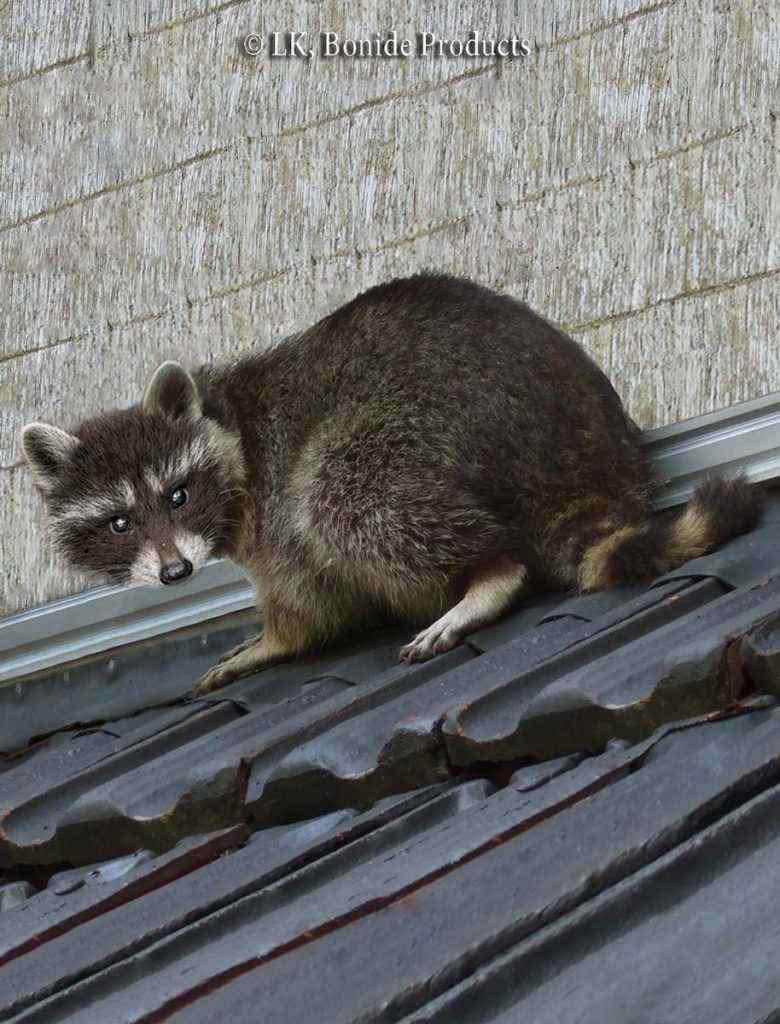 Raccoons