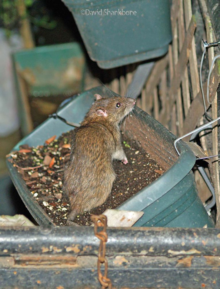 Rats