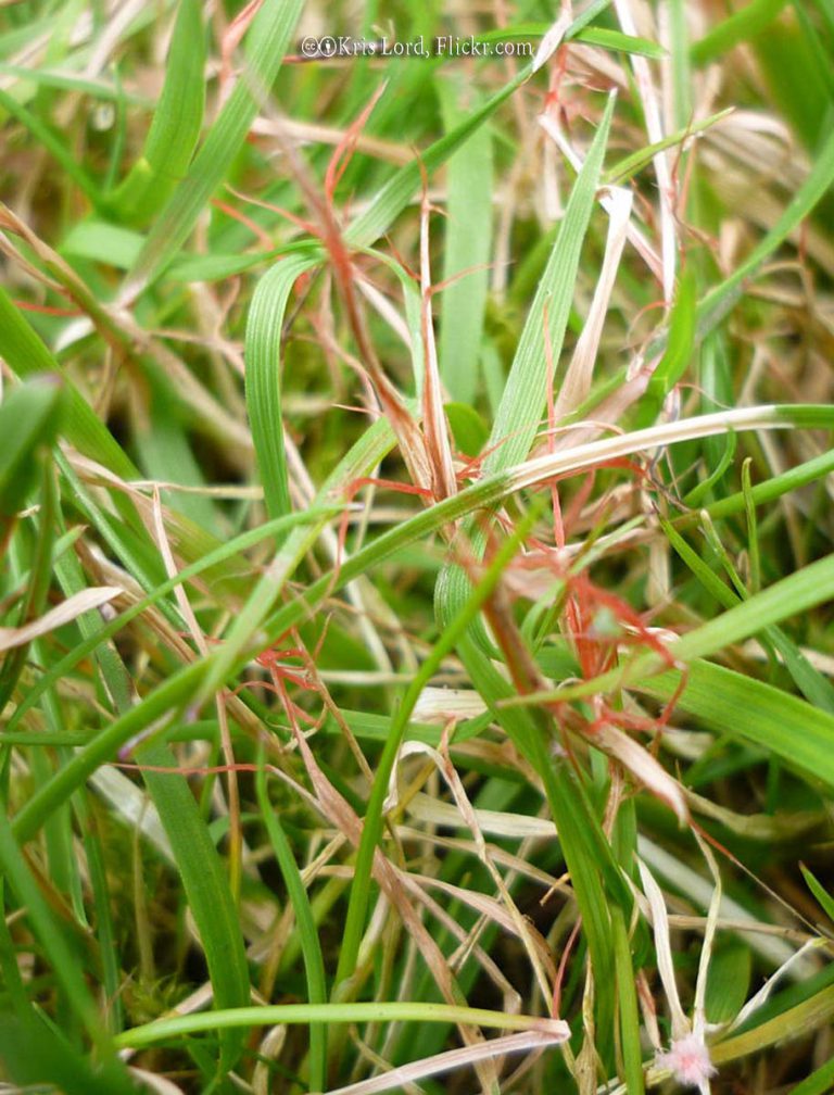 Red Thread