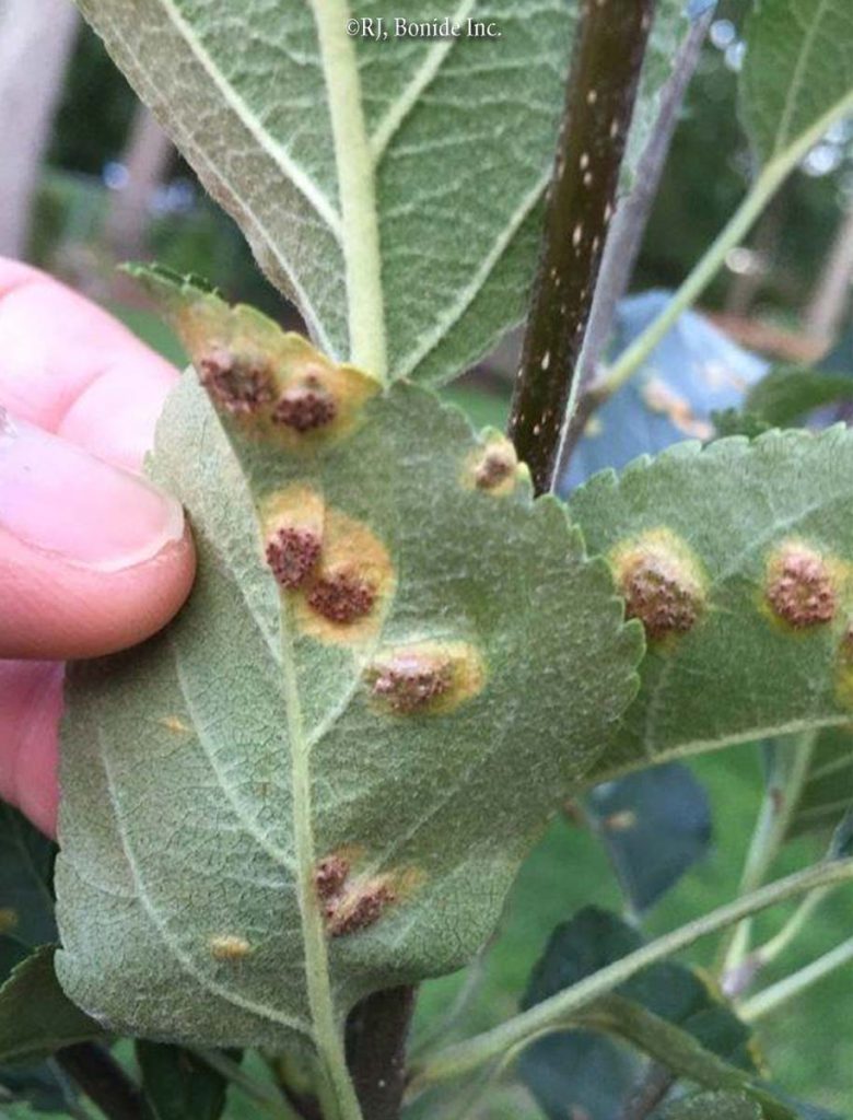 Rust (on plants)