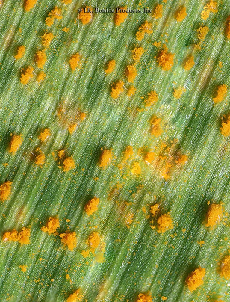 Rust (on lawns)