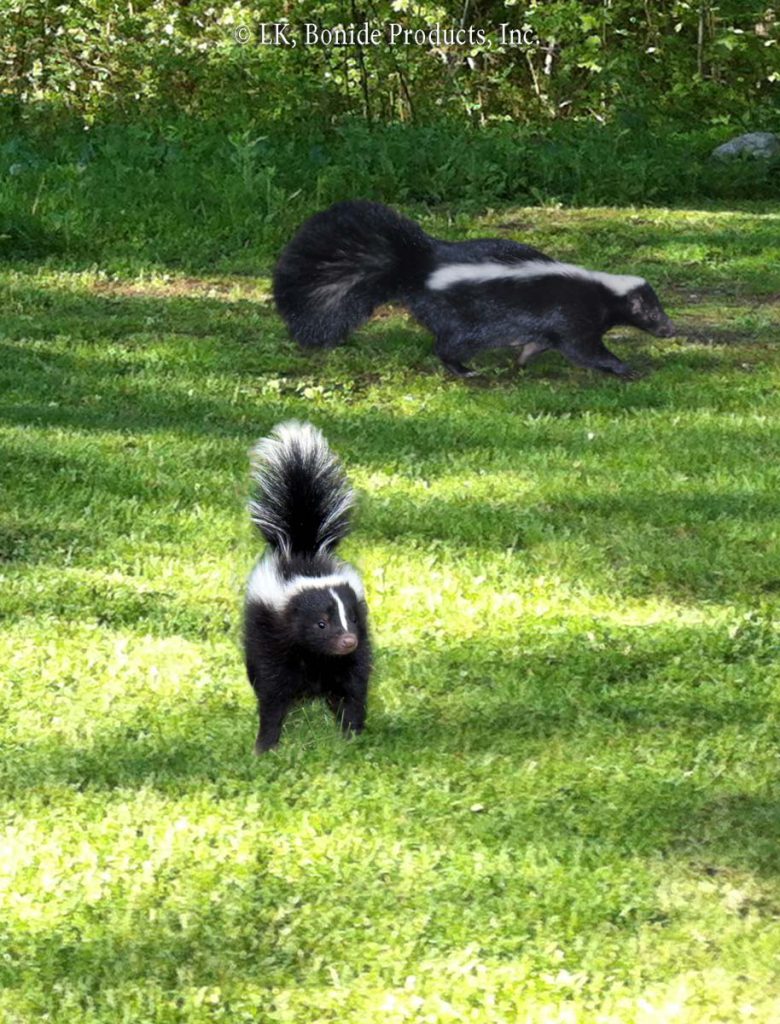 Skunks
