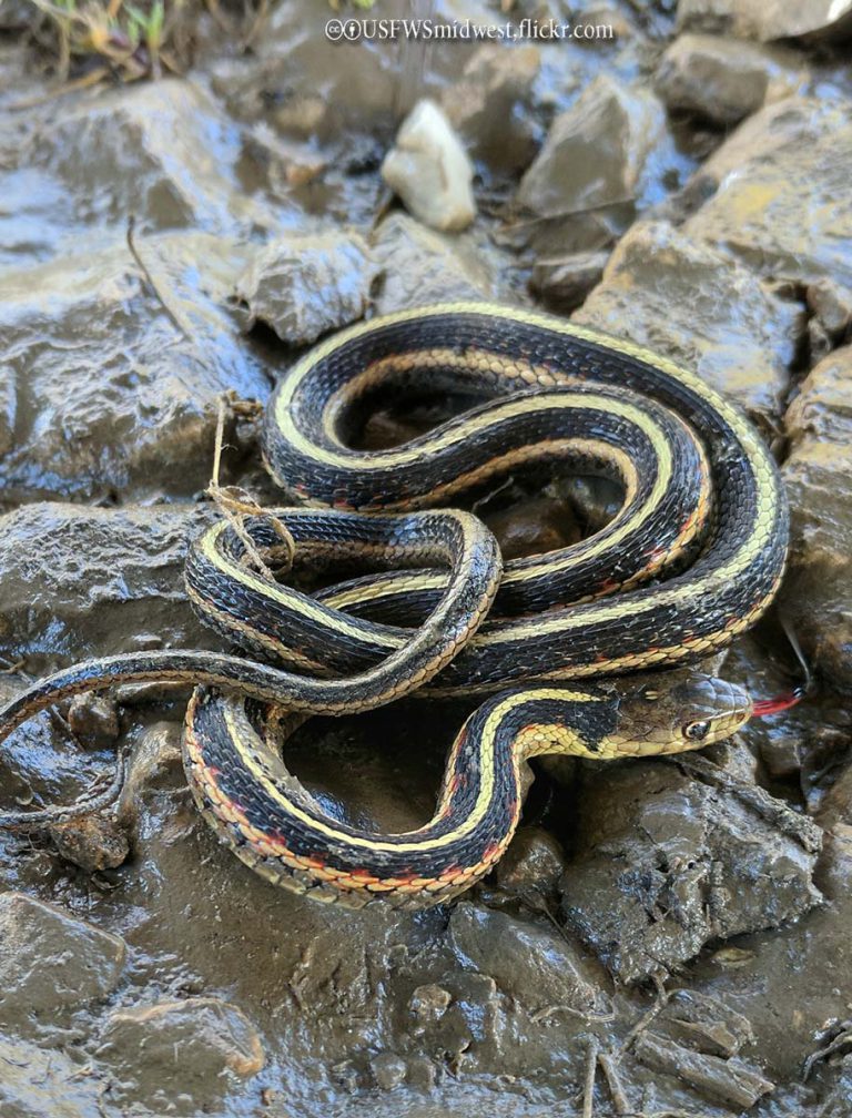 Snakes