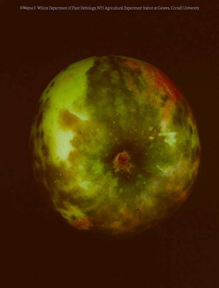 Sooty Blotch