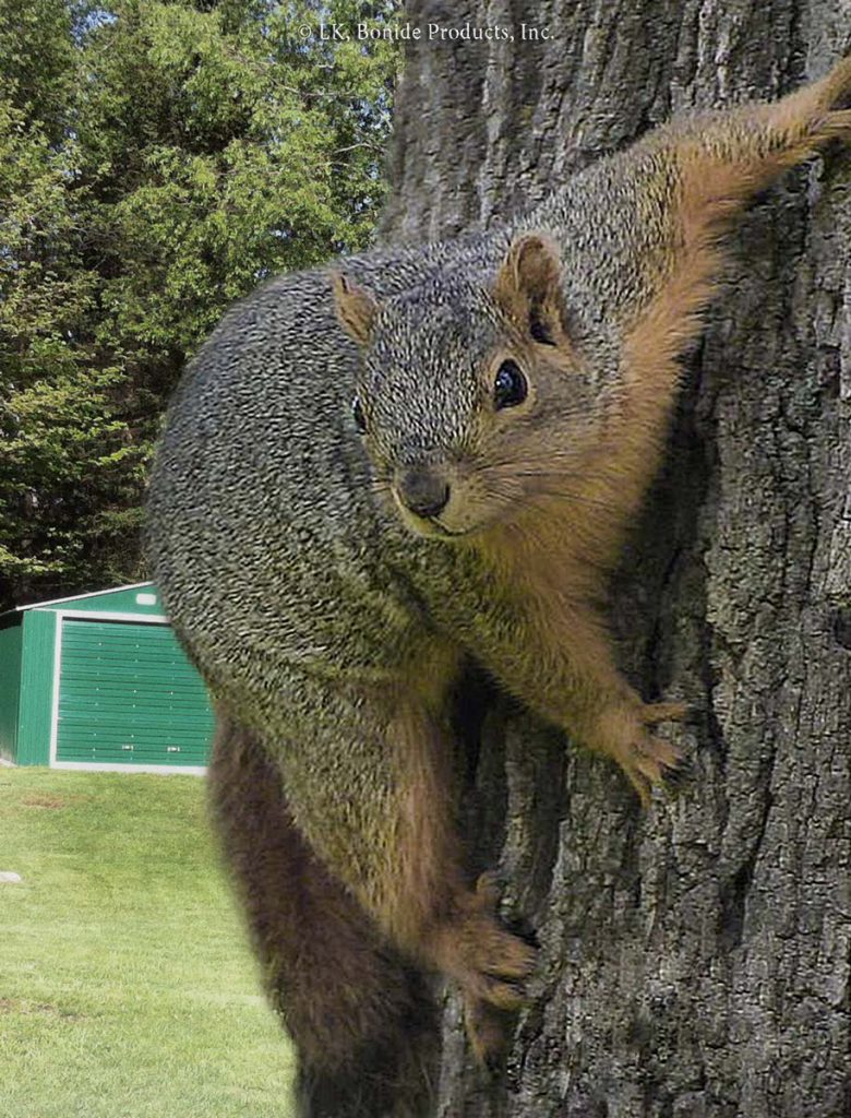 Squirrels