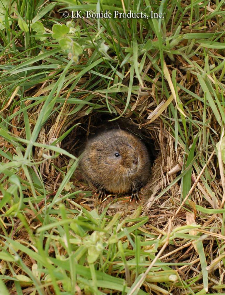 Voles
