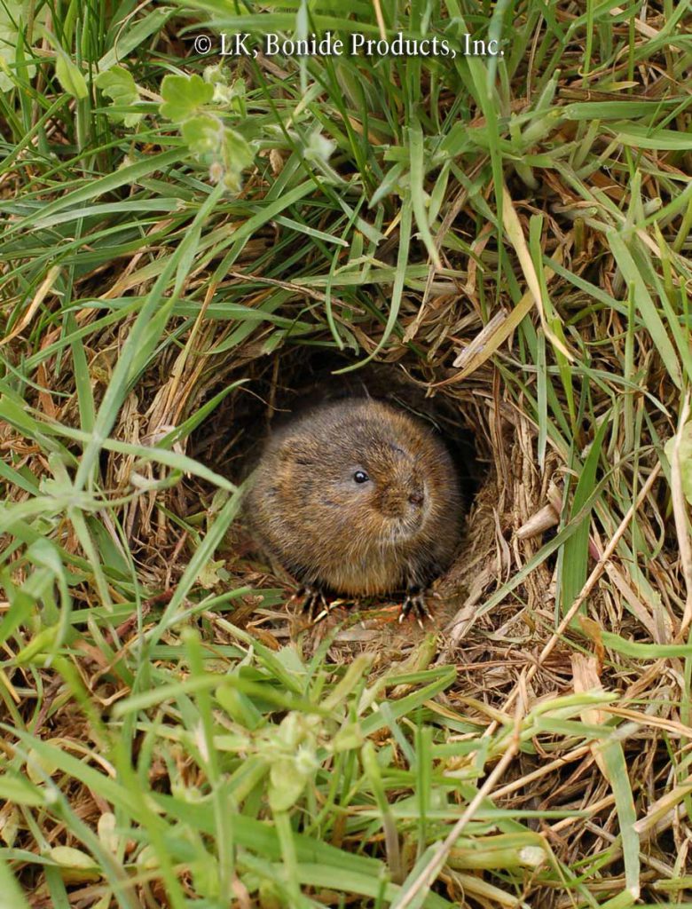 Voles