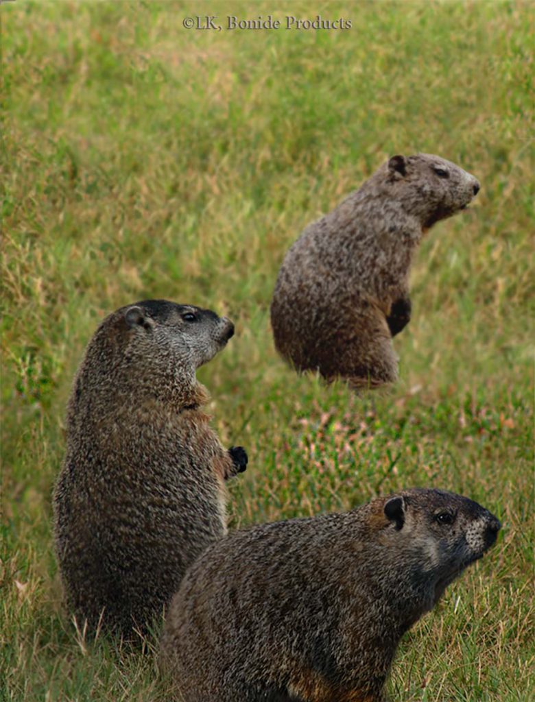 Woodchucks