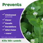 Chickweed, Clover & Oxalis Killer Ready-to-Use product infographic