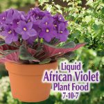African Violet Food 7-10-7 Conc in use