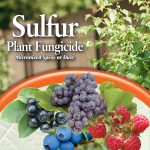 Sulfur Plant Fungicide Dust in use