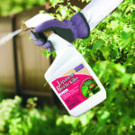 Japanese Beetle Killer Ready-to-Use