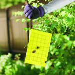 Stink Bug Traps