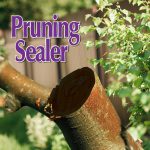 Pruning Sealer Aerosol in use