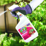 Captain Jack’s DeadBug Brew® Ready-to-Use