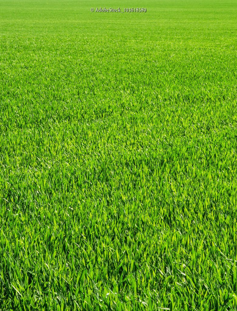 Grasses, General