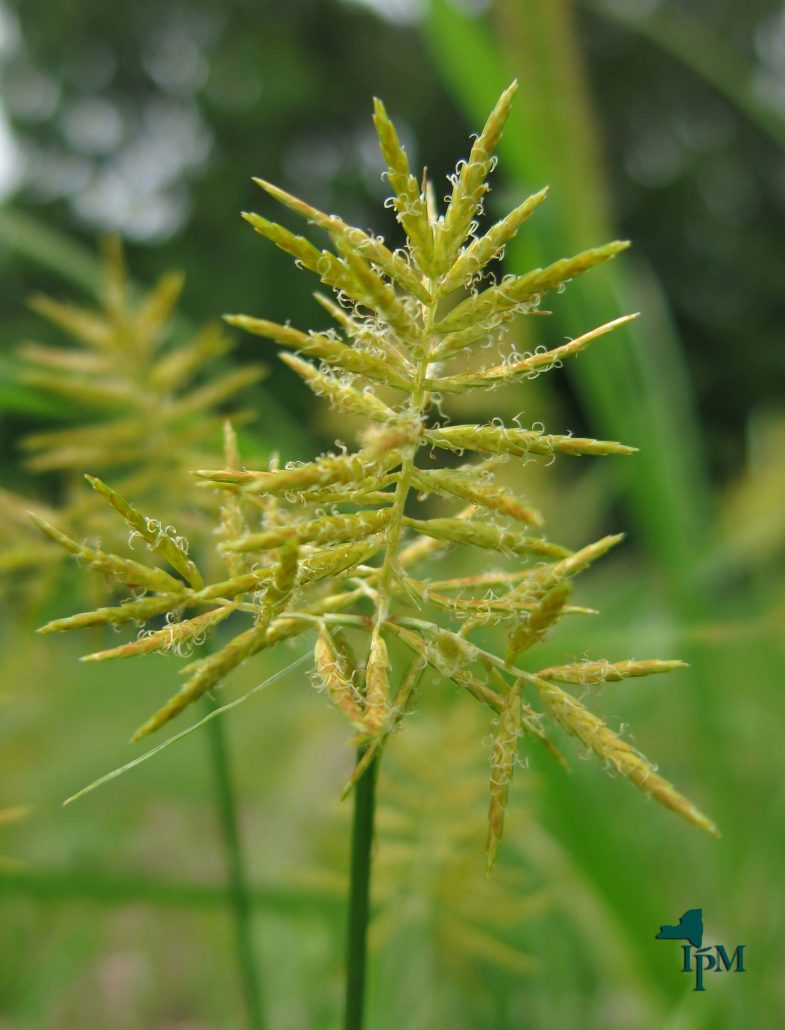 Nutsedge, Yellow