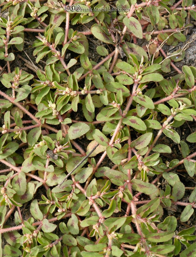Spotted Spurge