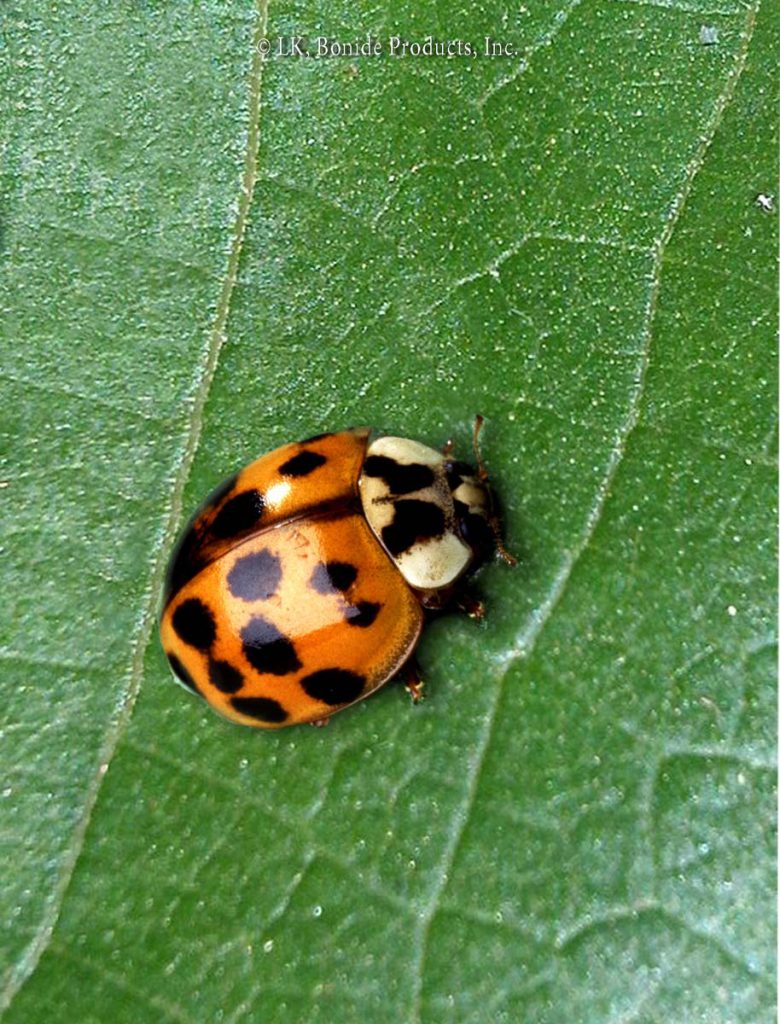 Asian Ladybeetles
