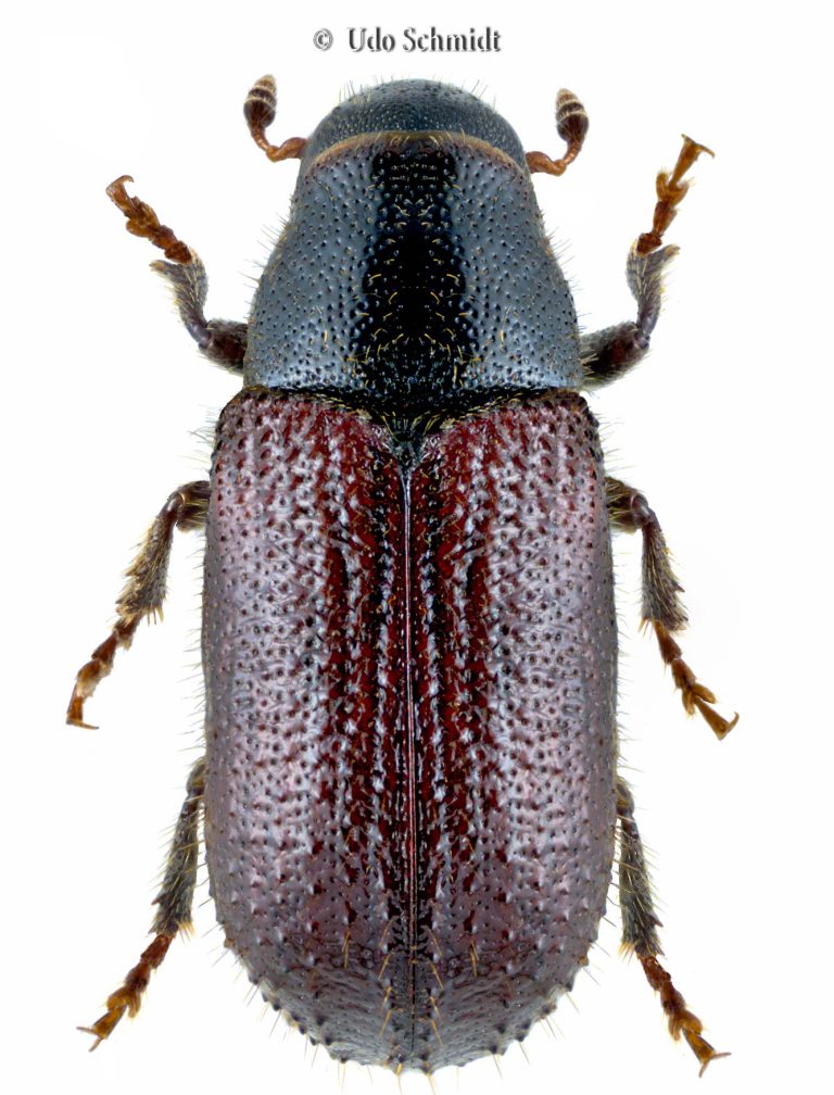 Beetles