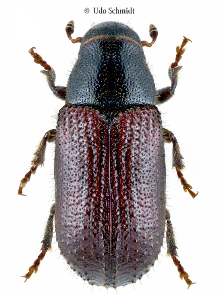 Beetles
