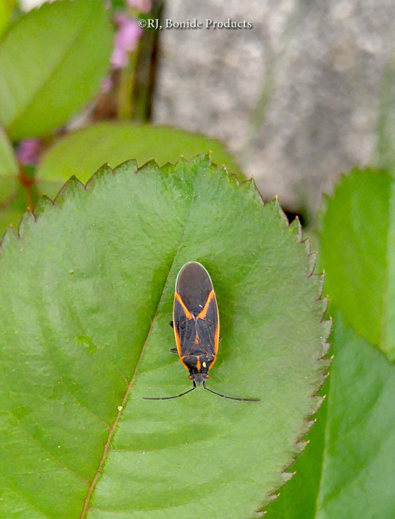 Boxelder Bugs