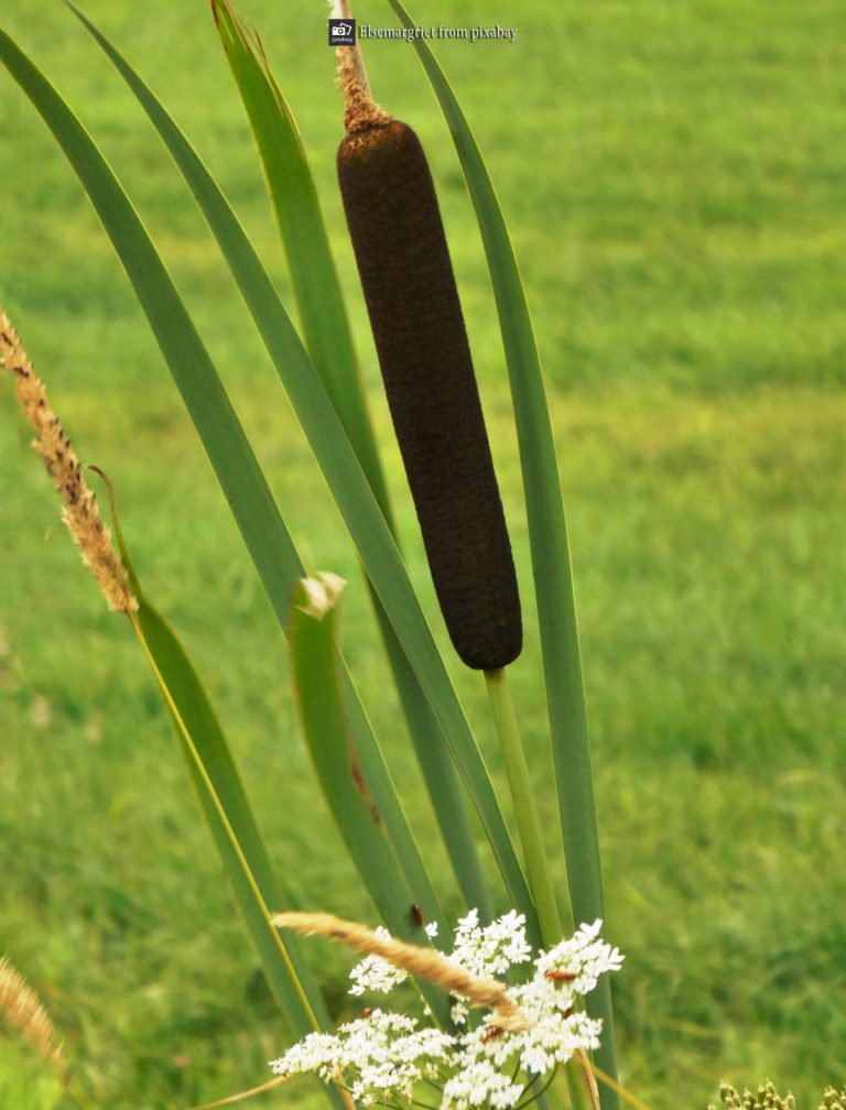 Cattail