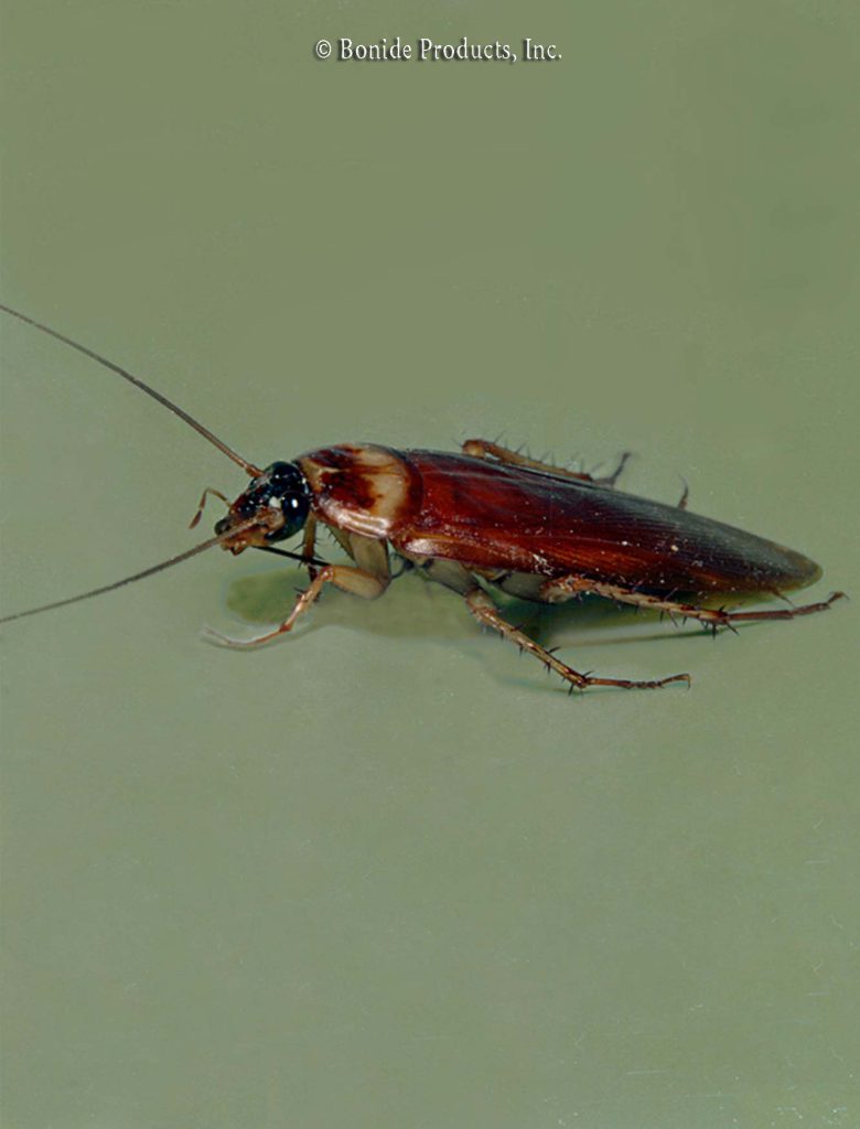 Cockroaches