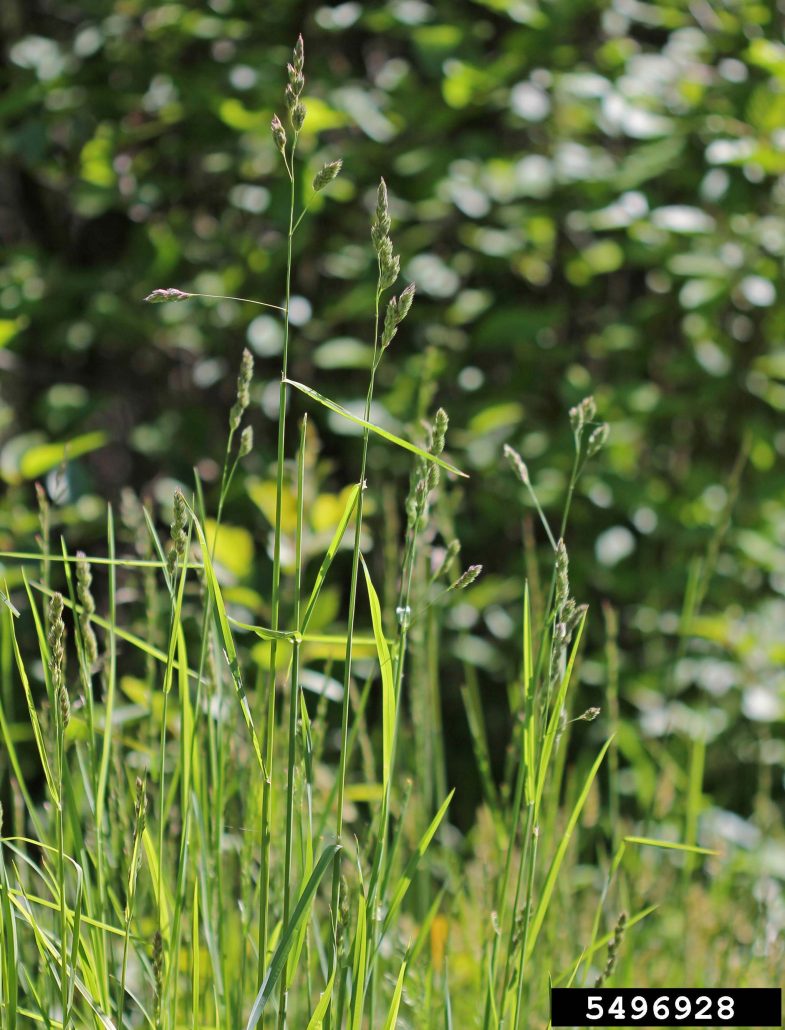 Orchardgrass