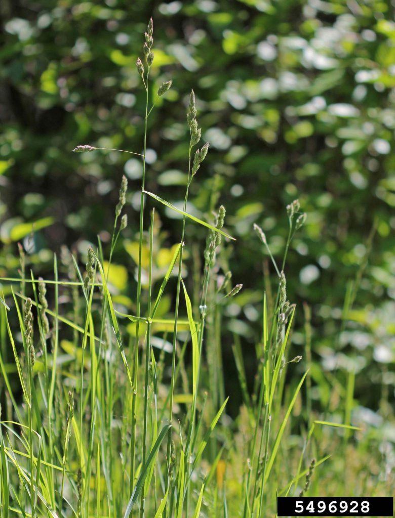 Orchardgrass