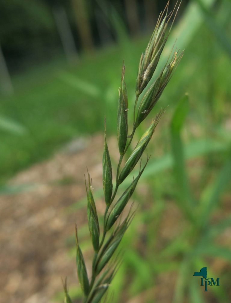 Quackgrass