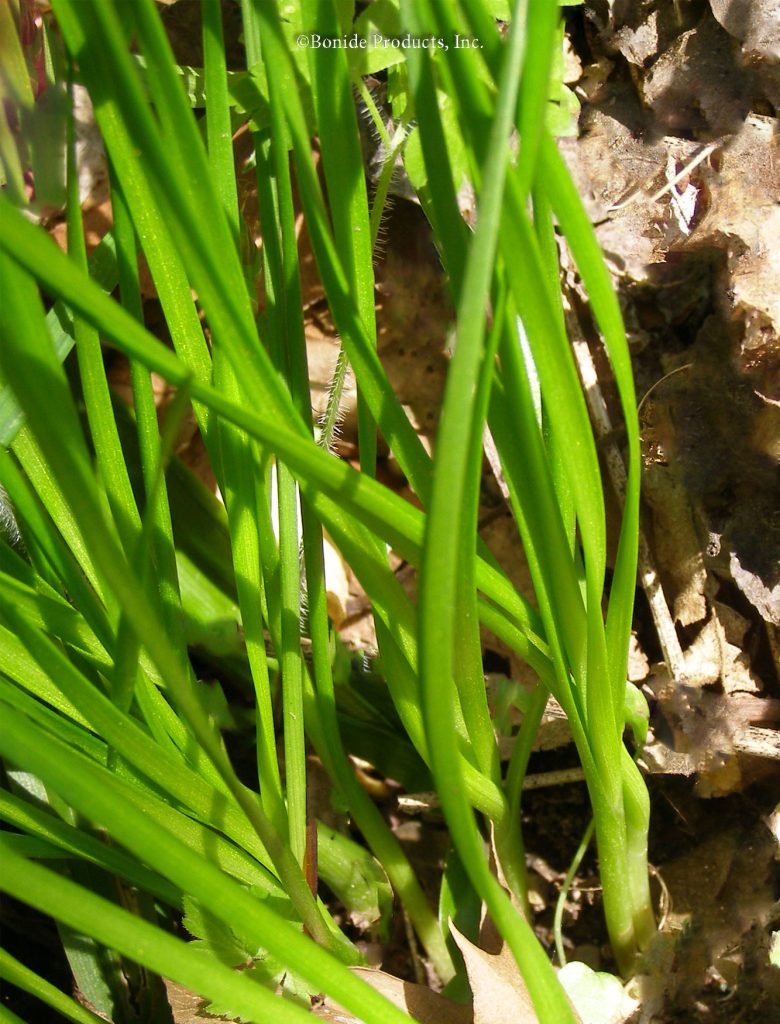 Wild Onion