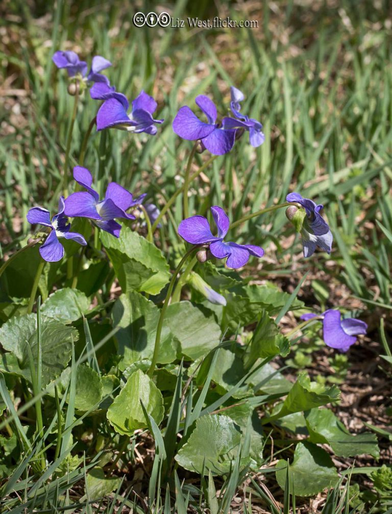 Wild Violet