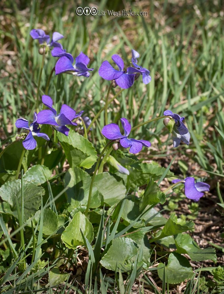 Wild Violet