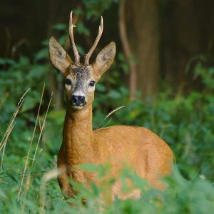 Animals solution finder
